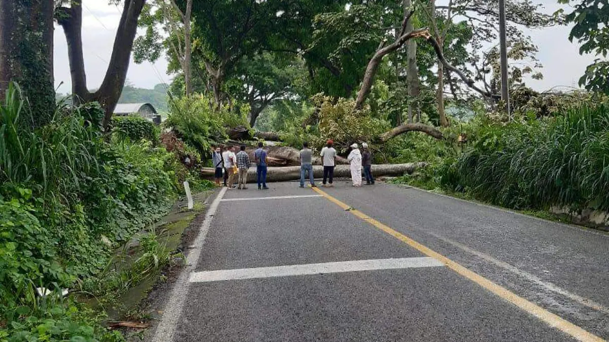 cae ceiba por lluvias